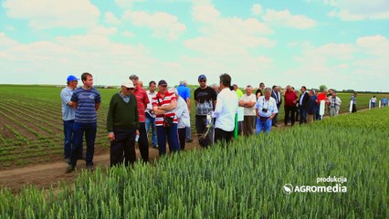 Axreal Sorte pšenice koje karakterišu dobri prinosi i izvanredan kvalitet