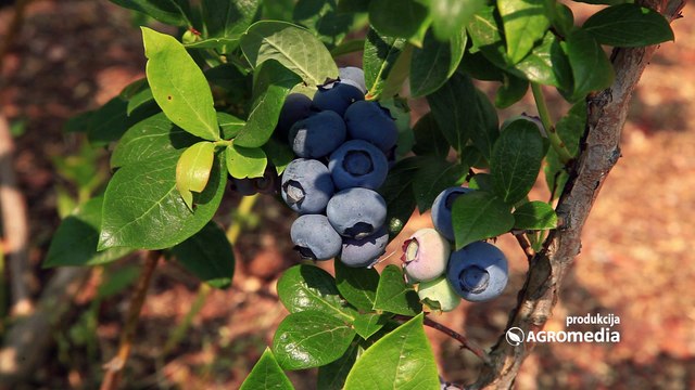 Ovako bi trebalo da izgleda dobar zasad borovnice u punom rodu