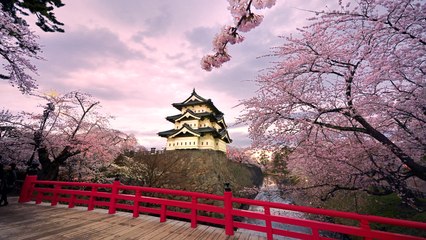 Feast Your Eyes on Japan’s Gorgeous Cherry Blossoms