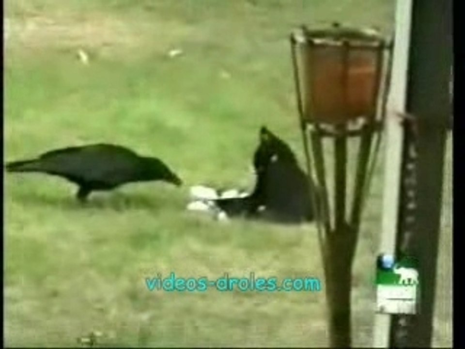 Video drole chat et corbeau