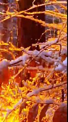 Un arbre tombe sur une ligne électrique dans une forêt