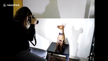 Model dog poses perfectly for fashion photographer