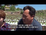 [Greensilver] Jeonbuk Namwon - young leaves of lettuce 전북 남원 - 상추 어린잎  [고향이 좋다 321회] 20150615