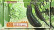 [Live Tonight] 생방송 오늘저녁 147회 - cheongyang eggplant 더위잡는 여름 채소, 청양 가지! 20150618