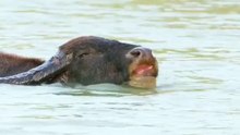 Enjoy Swimming - hot weather