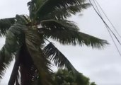 Trees Sway in Tonga as Winds Pick Up With Approach of Cyclone