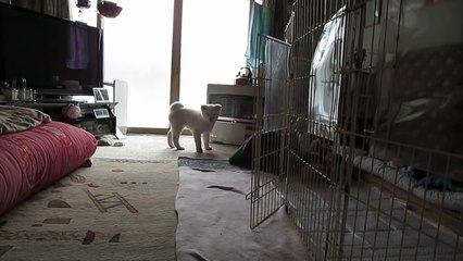 秋田犬部屋から脱走して仏間に入るをマスターする【akita dog puppy】