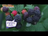 [Live Tonight] 생방송 오늘저녁 148회 - June immunity food, 'Raspberry Wine' 6월 제철 면역 식품 '복분자'20150619