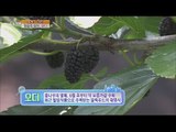 [Live Tonight] 생방송 오늘저녁 152회 - Yeongdeok mulberry 영덕의 숨은 보약~ '오디' 20150625