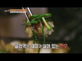 [Live Tonight] 생방송 오늘저녁 153회 - Power of Korean, Korean native cattle 한국인의 힘, 한우! 20150626