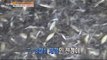 [Live Tonight] 생방송 오늘저녁 163회 - Yokjido fishing saurel 새벽의 사투, 욕지도 전갱이 잡이 20150710