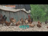 [Live Tonight] 생방송 오늘저녁 166회 - capture Korean chicken! 복날 습격사견, 토종닭을 잡아라! 20150715