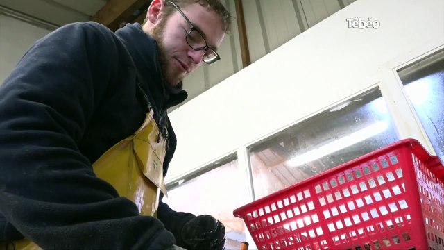 Saint-Jacut-de-la-Mer (22). Un distributeur automatique… d’huîtres