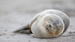 This British Island Will Pay You to Live There and Play with Baby Seals