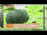 [Live Tonight] 생방송 오늘저녁 157회 - Hampyeong, Sweet Pumpkin 영양만점 여름 별미, 함평 단호박! 20150702