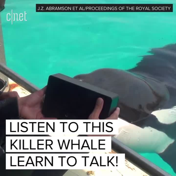 Orcas learn to speak