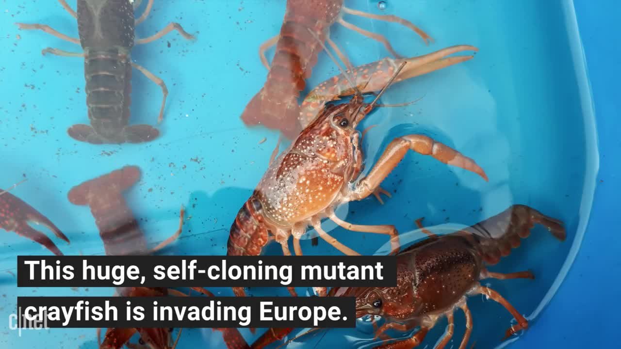 Mutant self-cloning crayfish