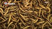 [Power Magazine] 파워매거진 - Future food is insect ! 'Mealworm'! 갈색 '거저리 애벌레'20150904