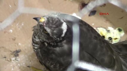 Kahramanmaraş Yaralı Atmaca, Tedavi Edilip Doğaya Bırakıldı