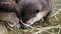 Just two otters 'french kissing'