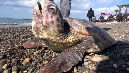 Olta iğnesi yutan caretta caretta öldü