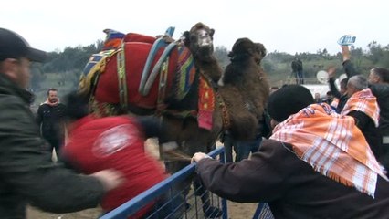 Umurbey Deve Güreşleri  nefes kesti