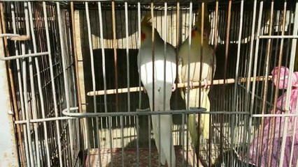 Cockateil Parrots gender male aur female me faraq easy tarika in Urdu_Hindi