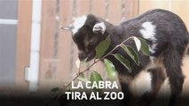 El zoo de Oregón exhibe a sus tres nuevas cabras bebés