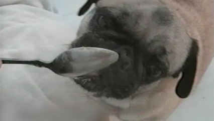 6 Things Only Dog Owners Can Relate To