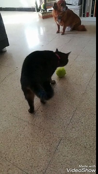 Un chat joue bizarrement avec une balle