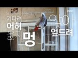[Haha Land 2] 하하랜드2 - Parrot who follows the owner's words equally!20180131