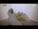 [Haha Land 2] 하하랜드2 - Experiment to see if the parrot is self-conscious 20180131