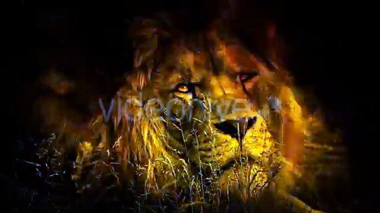Lion_Turns_Around_in_Fire_Abstract_(Stock_Footage)