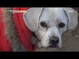 [Haha Land] 하하랜드 - Why is the dog insecure? 20171220