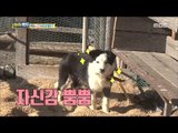 [Haha Land] 하하랜드 - Chase the chickens 20180110