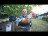 [MBC Documetary Special] -우리의 닭, 파주 현인 재래 닭 20180111