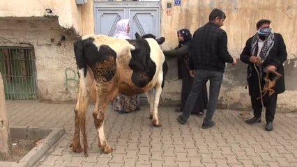 Çalınan İnek Bulundu