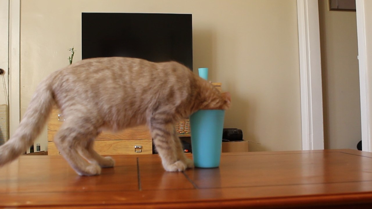 6 of the Funniest Pet Moments of All Time