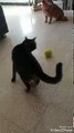 Hilarant : ce chat fait un truc très étrange avec sa balle de tennis