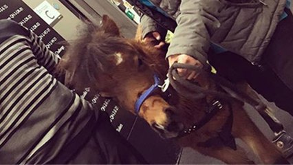 Un cheval miniature pour remplacer les chiens guides d'aveugles