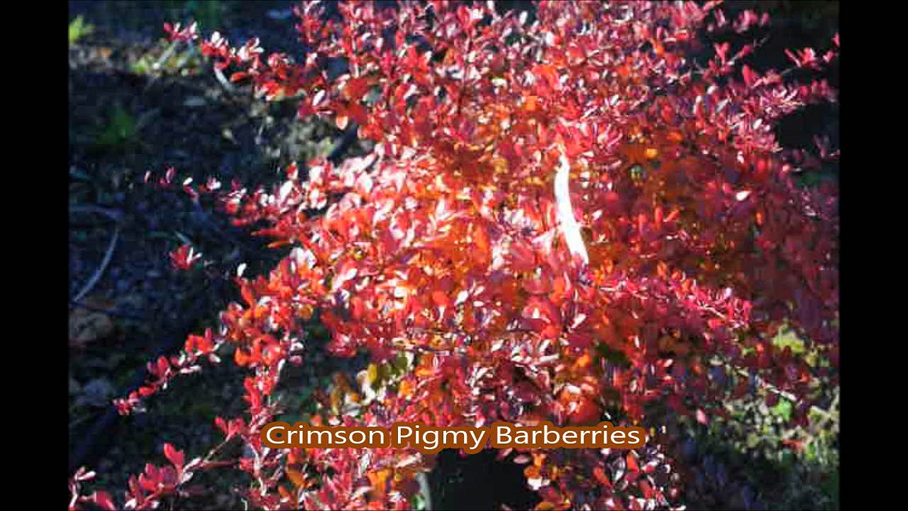 Keep deer away from your landscape plants...