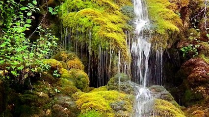 Big Cats & Wild Life - HD