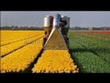 Amazing Harvesting Flower Tractor Machine - Best Modern Farming Tractor Machine -  Primitive Machine