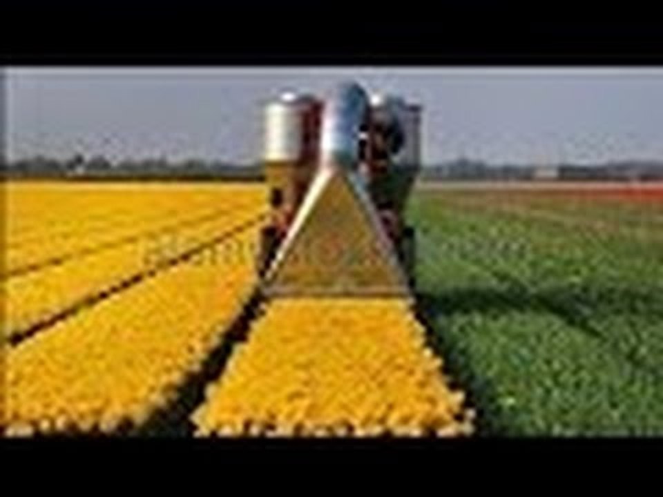 Amazing Harvesting Flower Tractor Machine - Best Modern Farming Tractor Machine -  Primitive Machine