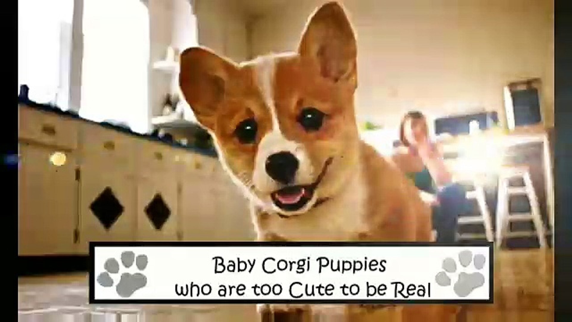 Baby Corgi Puppies Who Are Too Cute To Be Real Compilation Video Dailymotion