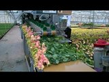 Amazing Latest Intelligent Agriculture Invention Modern  Harvesting Flowers Machinery