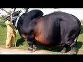 Amazing primitive  farm machine Best Home Invention machine