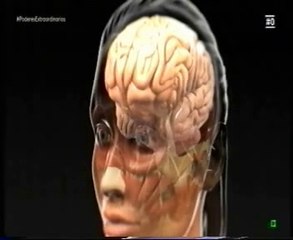 La pubertad: Cerebro y hormonas