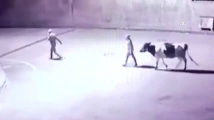 Çalınan İnek Götürülürken Güvenlik Kamerasına Yakalandı