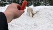 Canadian feeds rare albino deer